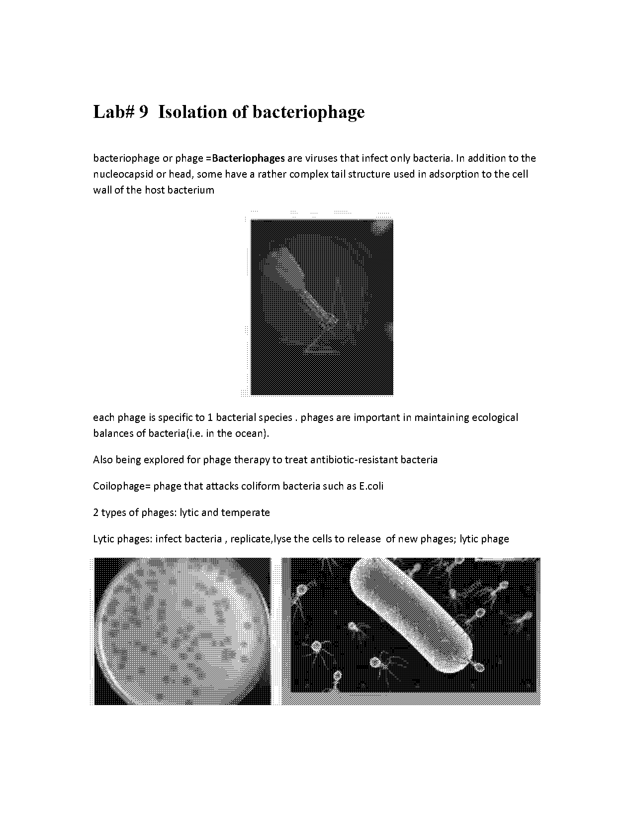 bacteriophage isolation protocol pdf