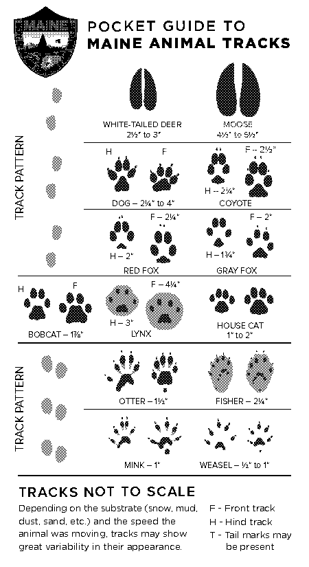 animal track guide pdf