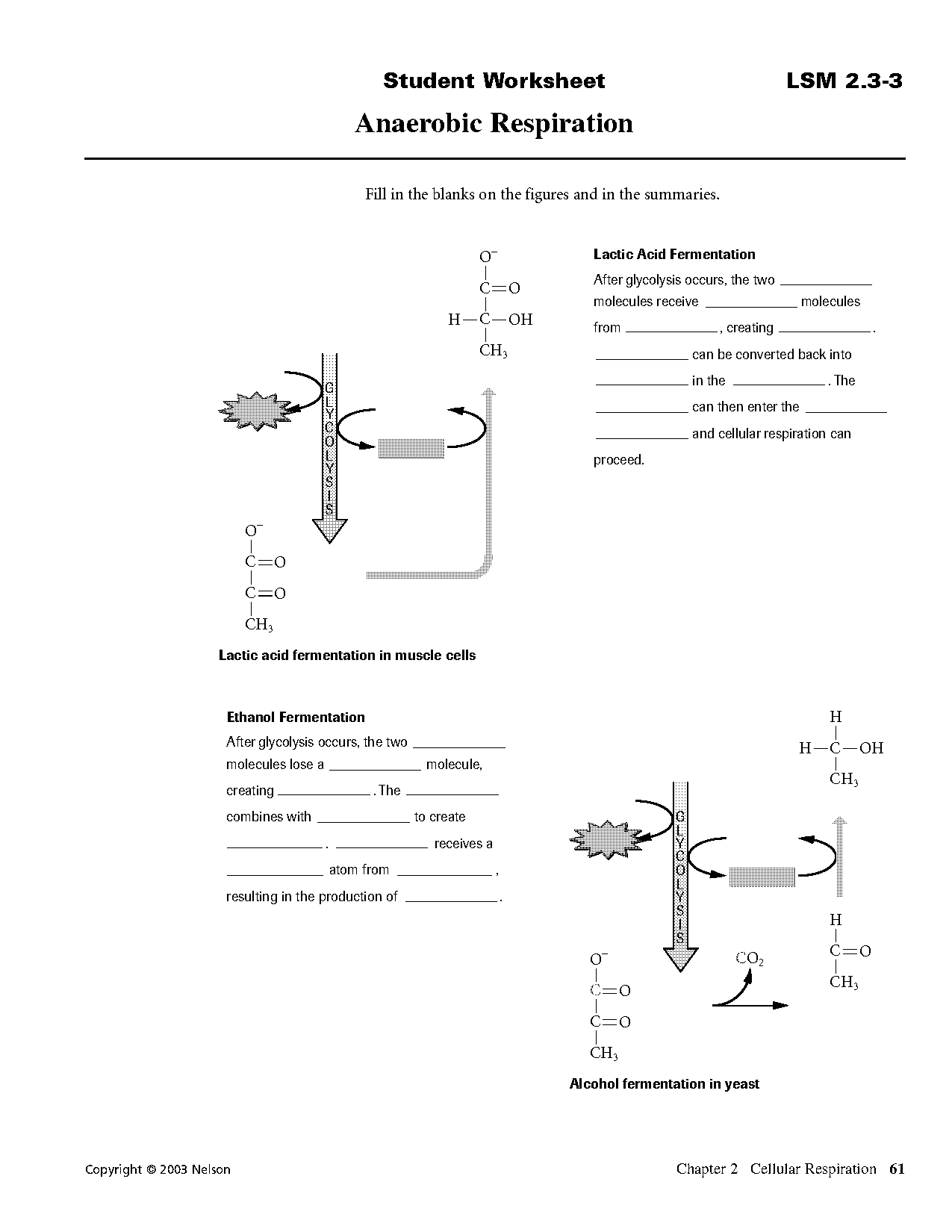 anaerobic respiration worksheet answers