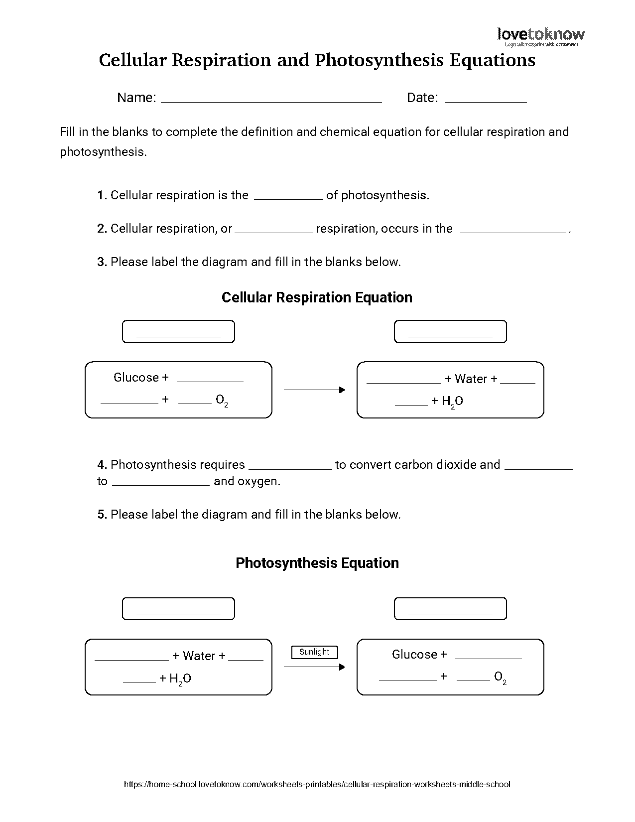 photosynthesis and cellular respiration worksheet middle school pdf