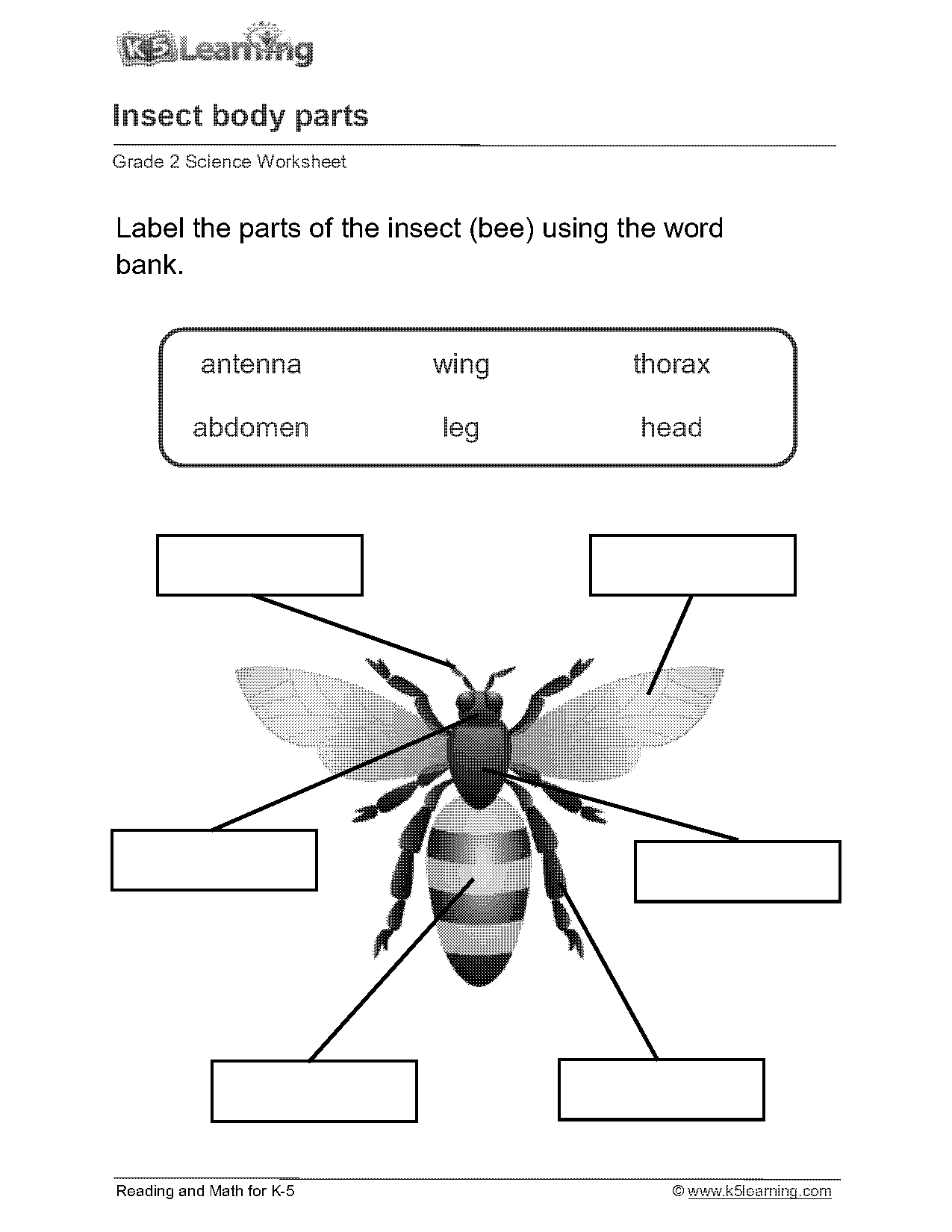 parts of an insect worksheet for kids